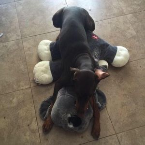 Meet your Posher, Bill